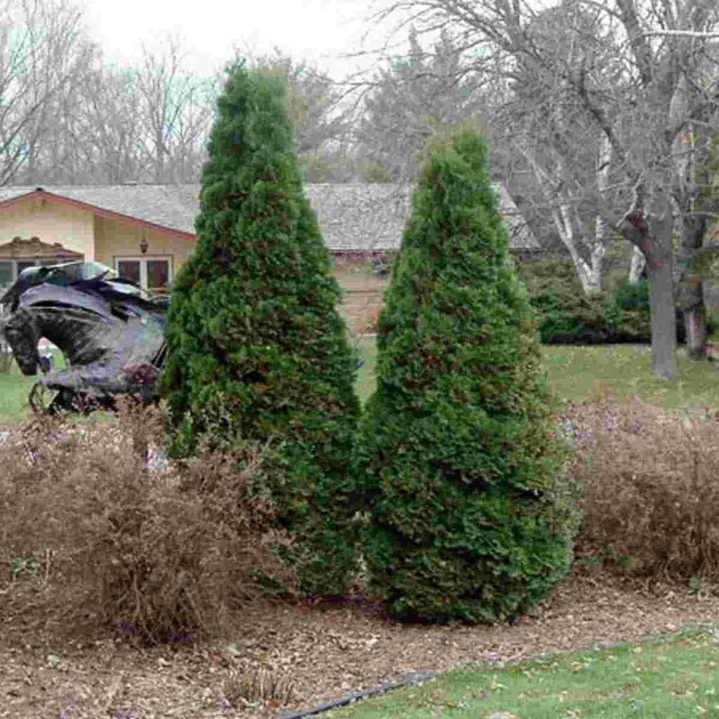 Holmstrup Arborvitae Breezy Hill Nursery Main